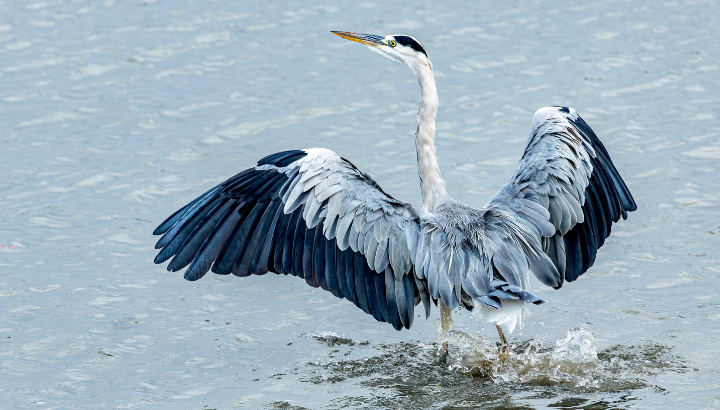 Curiosités ailées à l’étang de la Forge